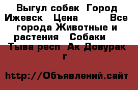 Выгул собак. Город Ижевск › Цена ­ 150 - Все города Животные и растения » Собаки   . Тыва респ.,Ак-Довурак г.